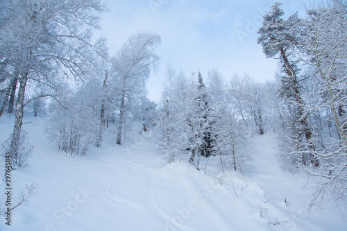 Winter forest on slope in frosty haze. Branches are covered with snow and frost under soft sky. © Koirill