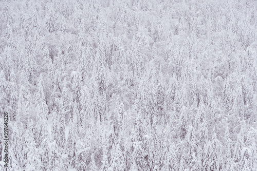 Snow trees on hillside. Frozen dense winter forest as background.