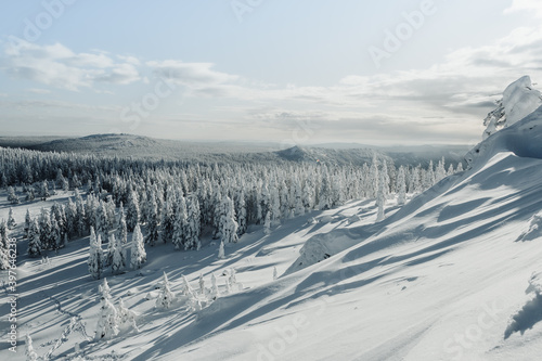 Wallpaper Mural Coniferous forest on slope of snowy hill. Winter landscape with snow covered fir trees Torontodigital.ca