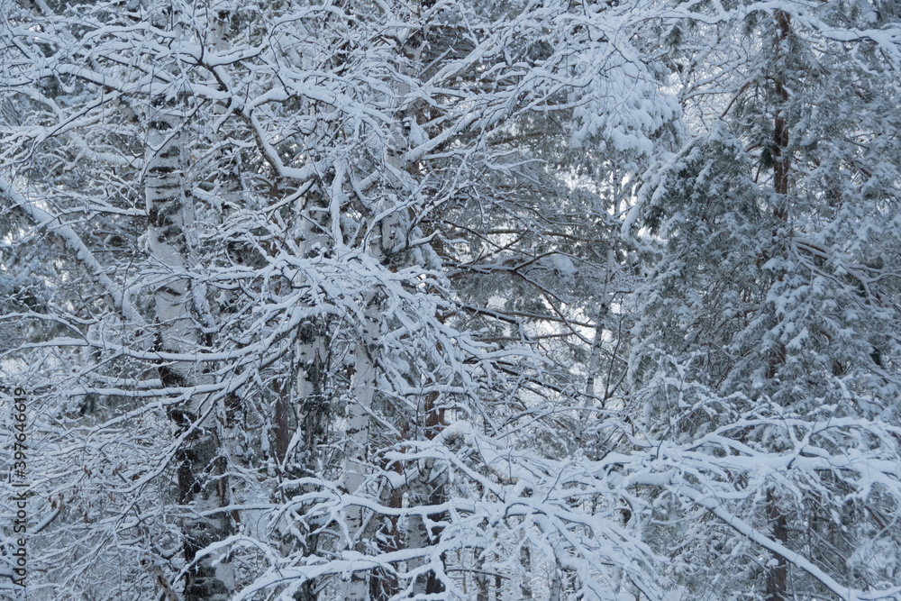 Cold weather in winter forest. Branches of trees are covered with snow and frost. Cold weather in winter forest. Branches of trees are covered with snow and frost.
