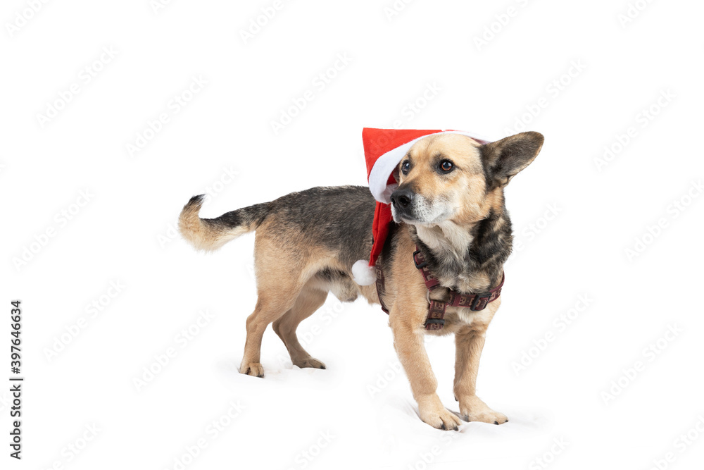 Dog stand with christmas hat