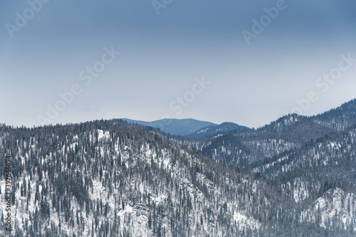 Winter forest landscape with snow sloping hills on horizon