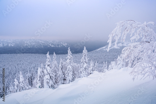 Wallpaper Mural Winter hills in morning frosty haze. Snow forest on slope Torontodigital.ca