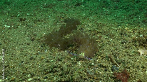 Flabellina nudibranch crawling over the reef. photo