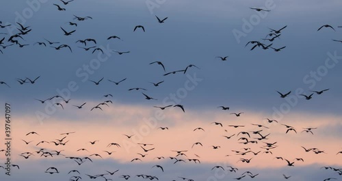 Flock of geese flying in crowd, early morning over the lake in Tata, slow motion from 60 fps