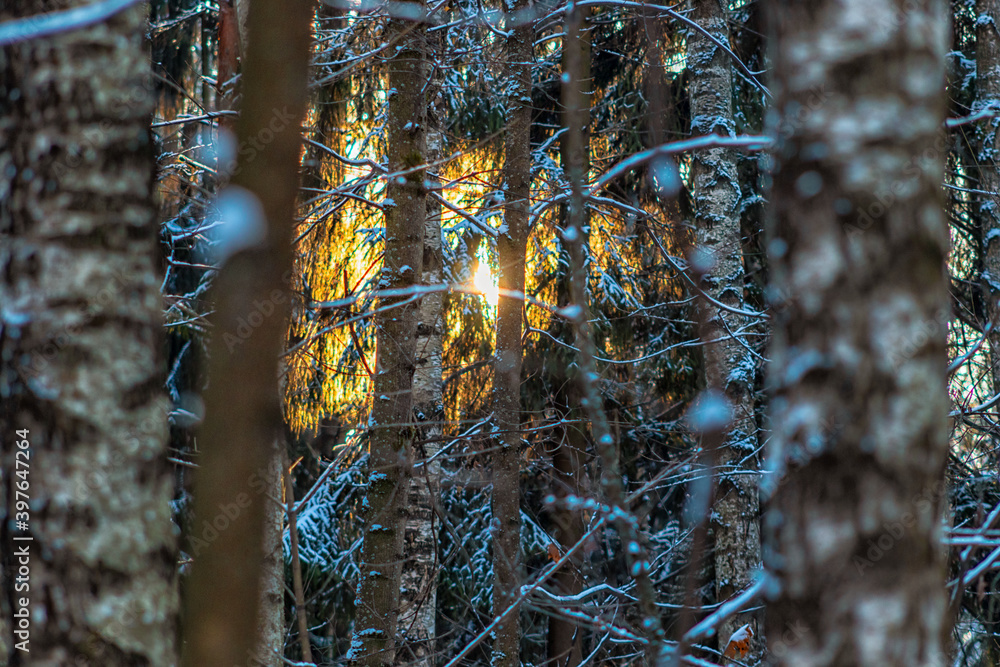 Sunlight shining through the trees Sunlight shining through the trees