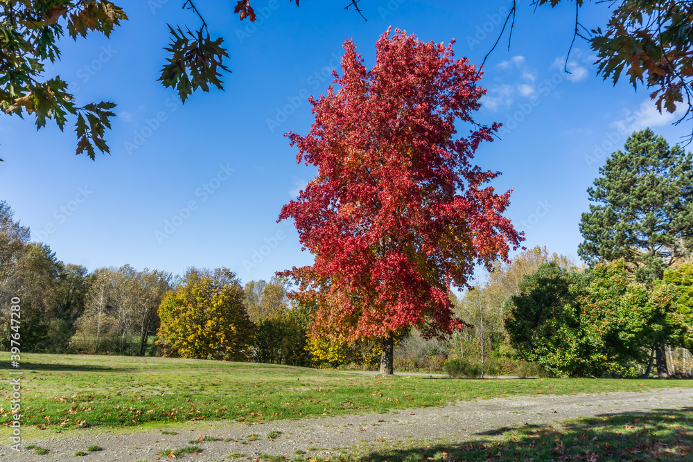 Naklejka premium Red Fall Leaves 4