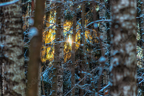 Wallpaper Mural Sunlight shining through the trees Torontodigital.ca