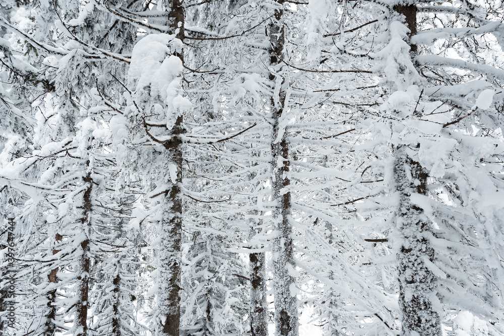 Fototapeta premium Dense forest with frozen branches. Winter atmosphere of forest travel, soft snow on trees