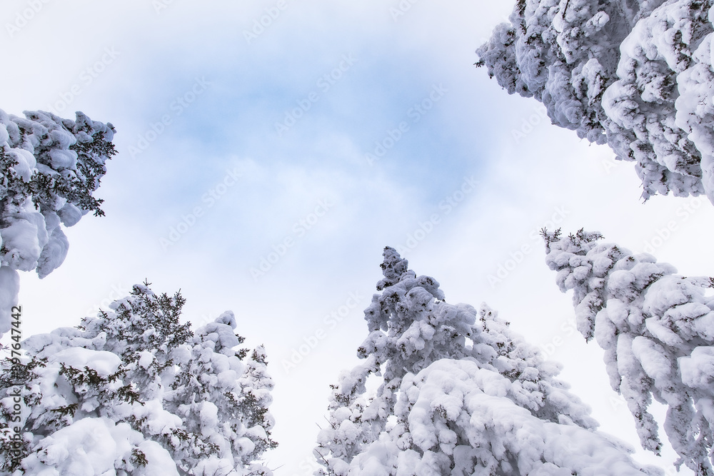 Top of snowy fir trees in blue sky. Frozen winter forest on sunny day Top of snowy fir trees in blue sky. Frozen winter forest on sunny day