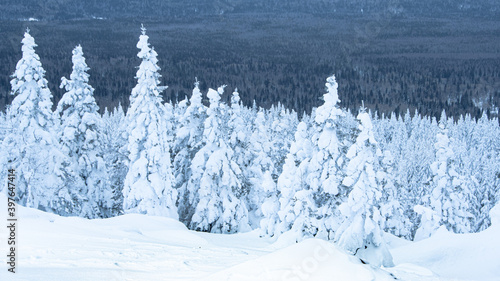 Dense snow forest. Winter panorama of frozen fir trees covering the hillside