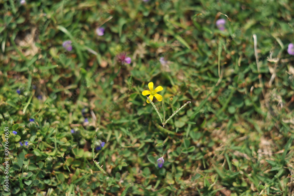 Obraz premium leaves and yellow flower background selectively focused