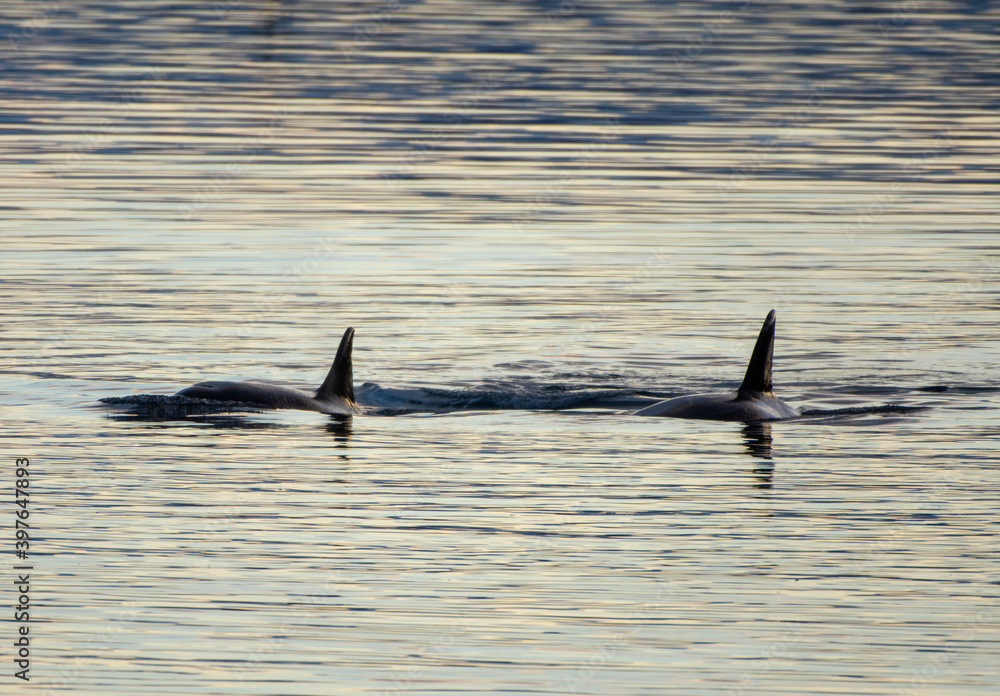 Fototapeta premium dolphin jumping in water