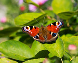 Macro of a peacock butterfly