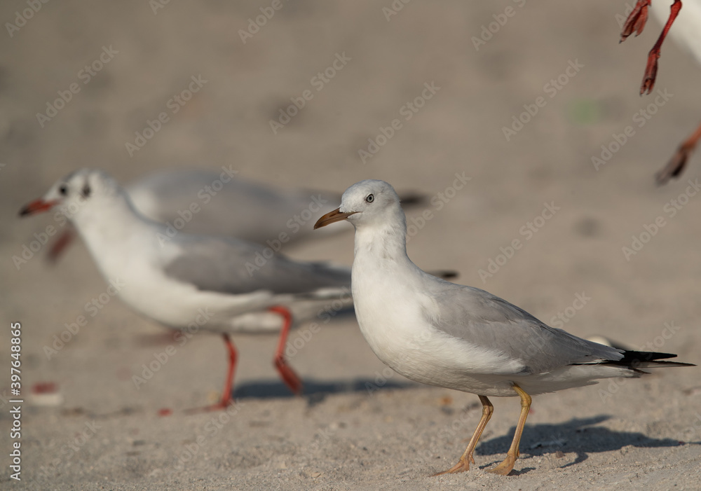 Portrait of a slender-billed gull at Busaiteen coast of Bahrain Portrait of a slender-billed gull at Busaiteen coast of Bahrain