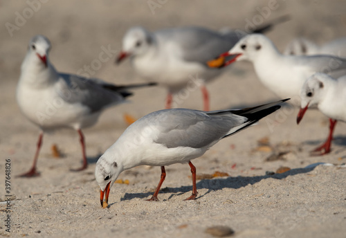 Black-headed gull feeding on leftover at Busaiteen coast, Bahrain
