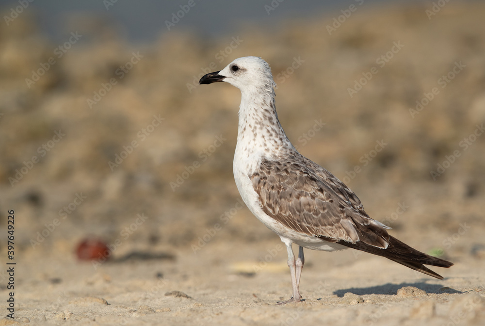 Juvenile Lesser Black-backed Gull at Busaiteen coast, Bahrain Juvenile Lesser Black-backed Gull at Busaiteen coast, Bahrain