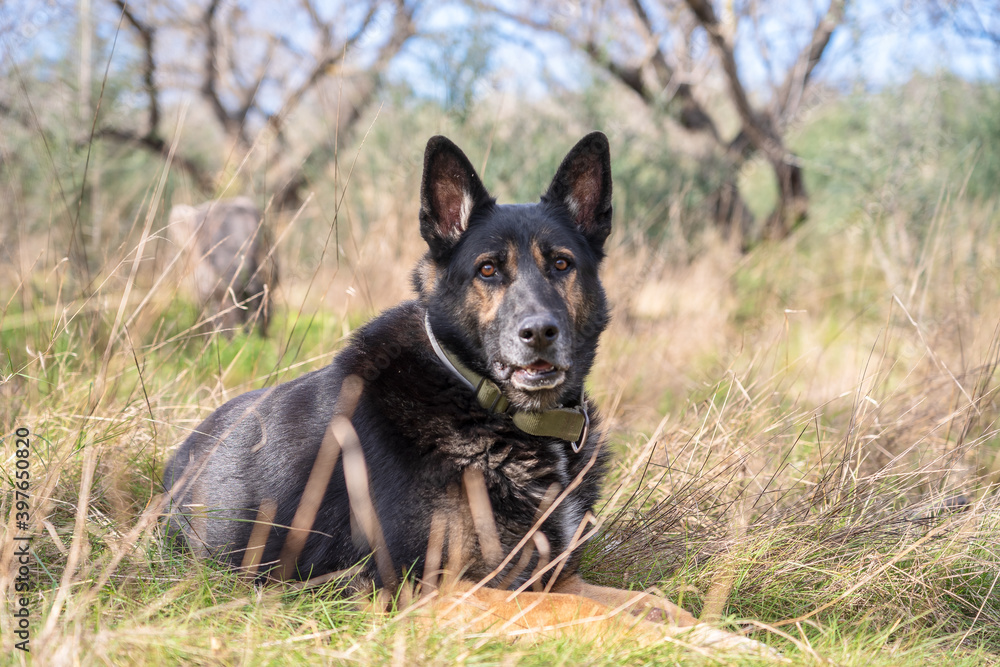 german shepherd dog on grass german shepherd dog on grass
