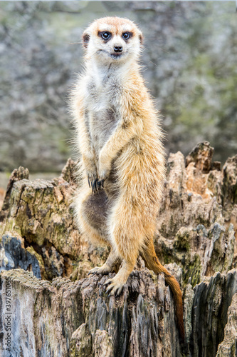 Vászonkép meerkat on gaurd