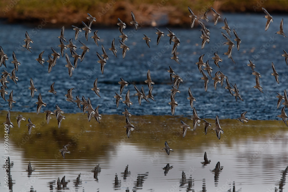 Flock of little stints and dunlins flying at Tubli bay, Bahrain. Flock of little stints and dunlins flying at Tubli bay, Bahrain.