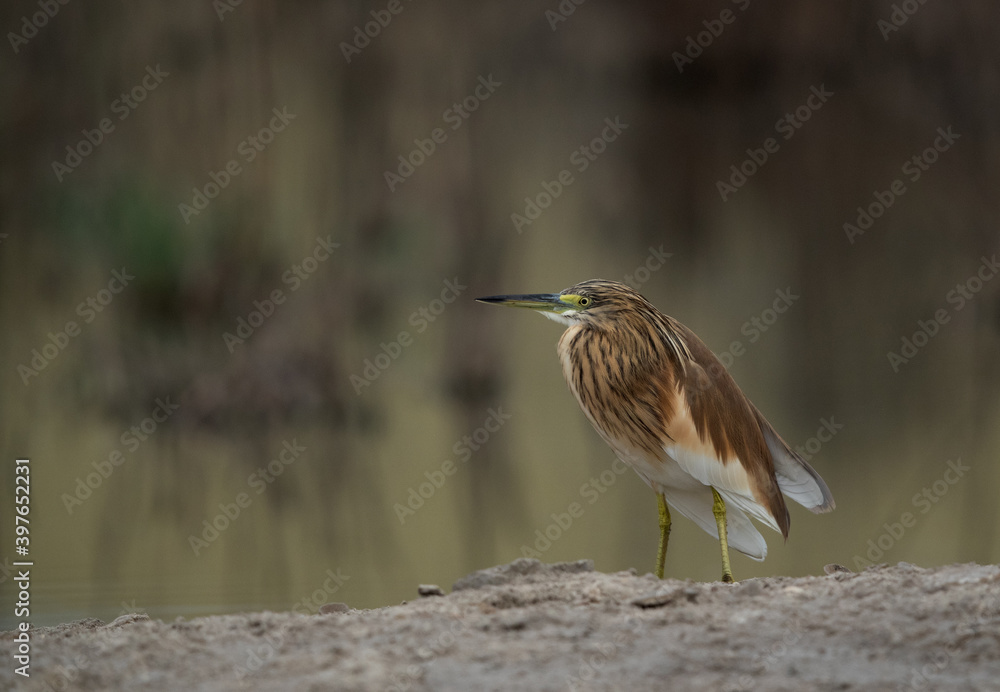 Portrait of a Squacco Heron at Asker marsh, Bahrain Portrait of a Squacco Heron at Asker marsh, Bahrain
