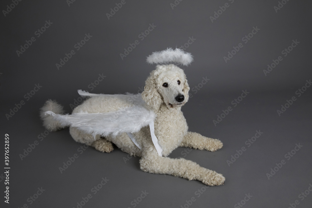 Hund, Pudel , als Engel mit Flügeln und Heiligenschein Hund, Pudel , als Engel mit Flügeln und Heiligenschein
