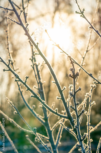 Matte branch, in the rays of the sun.