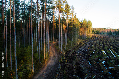 Pine forest next to a deforestated area during an autumn evening