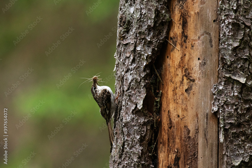 Small woodland bird Eurasian treecreeper, Certhia familiaris searching for some food in boreal forest in Northern Europe. Small woodland bird Eurasian treecreeper, Certhia familiaris searching for some food in boreal forest in Northern Europe.