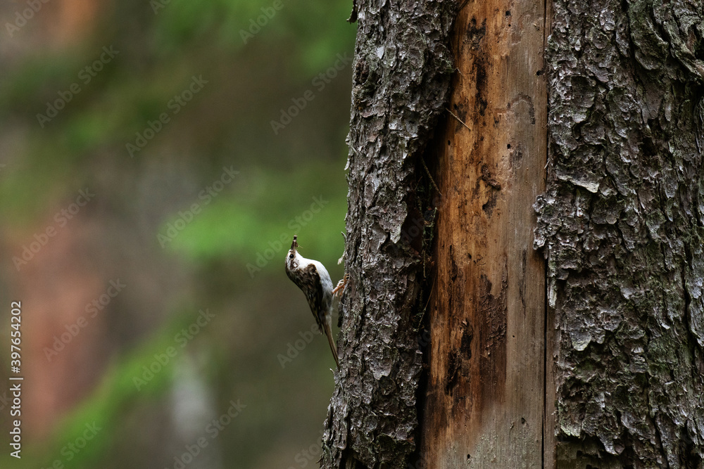 Small woodland bird Eurasian treecreeper, Certhia familiaris searching for some food in boreal forest in Northern Europe. Small woodland bird Eurasian treecreeper, Certhia familiaris searching for some food in boreal forest in Northern Europe.