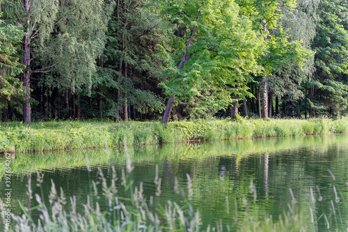 Landscape green trees, reservoir. Summer shooting
