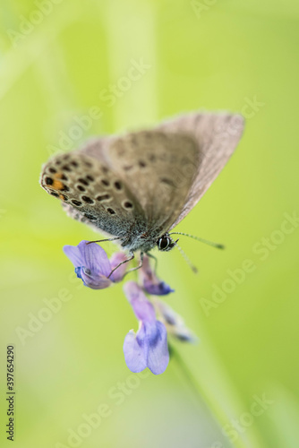 Wallpaper Mural butterfly on flower Torontodigital.ca