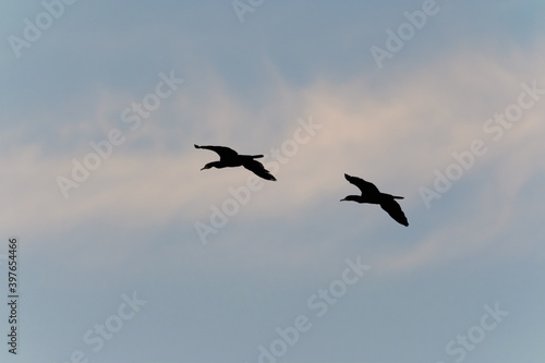 Cormorants flying in the sky - Lyon Miribel Jonage