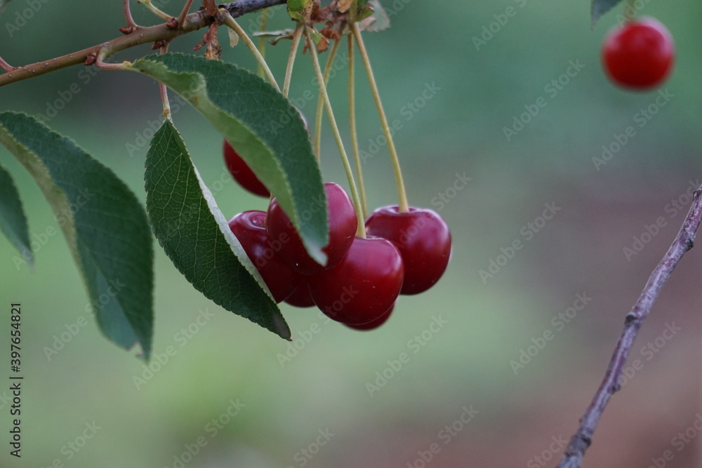 Obraz premium cherries on the tree