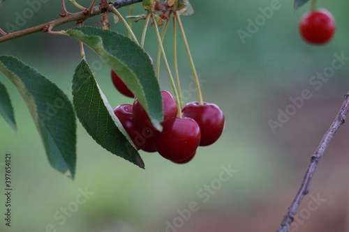 cherries on the tree
