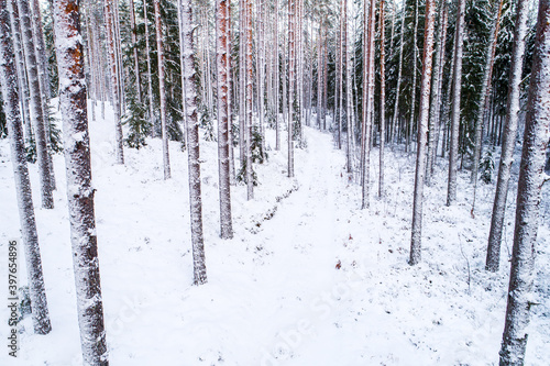Snowy and cold wintery Estonian wild coniferous forest in Northern Europe. 