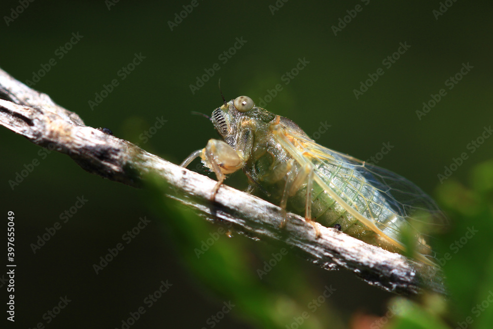 Naklejka premium A newly moulted cicada stares at the photographer (south of France - end of May)