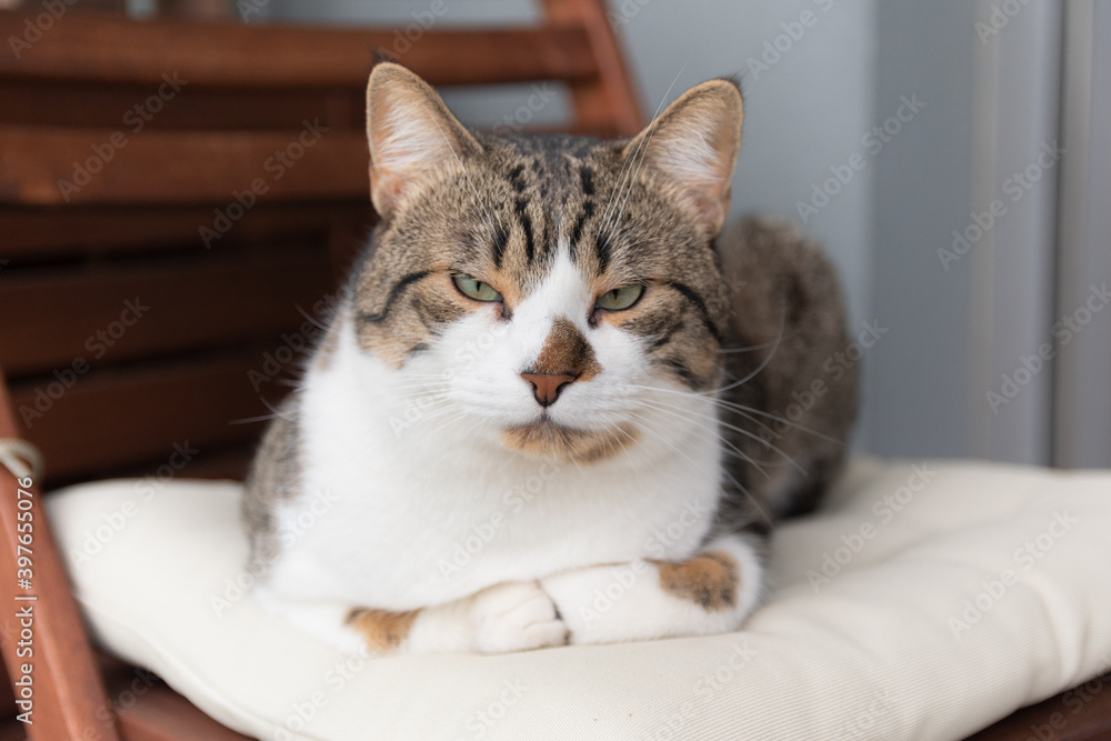 Angry cat on a chair