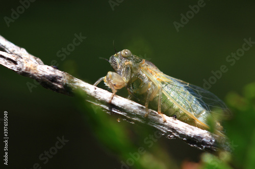 A newly moulted cicada stares at the photographer (south of France - end of May)