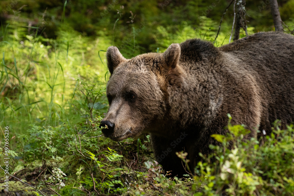 Large predator Brown bear, Ursus arctos sniffing a plant in a summery Finnish taiga forest, Northern Europe. Large predator Brown bear, Ursus arctos sniffing a plant in a summery Finnish taiga forest, Northern Europe.