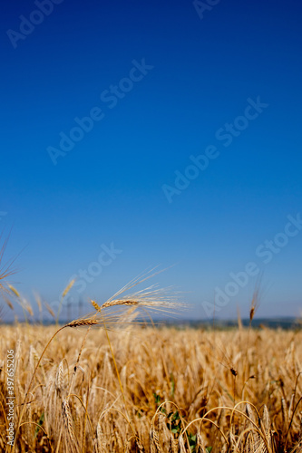 Close up of stems of gold and ripe rye. Concept of great harvest and productive seed industry