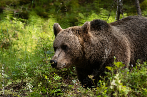 Large predator Brown bear, Ursus arctos sniffing a plant in a summery Finnish taiga forest, Northern Europe.  © adamikarl