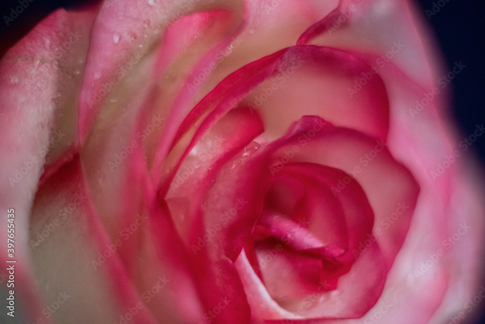 Macro. Rose close-up. Water drops on the petals. Pink and white flowers Macro. Rose close-up. Water drops on the petals. Pink and white flowers