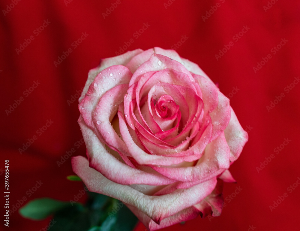 Fototapeta premium Macro. Rose close-up. Water drops on the petals. Pink and white flowers