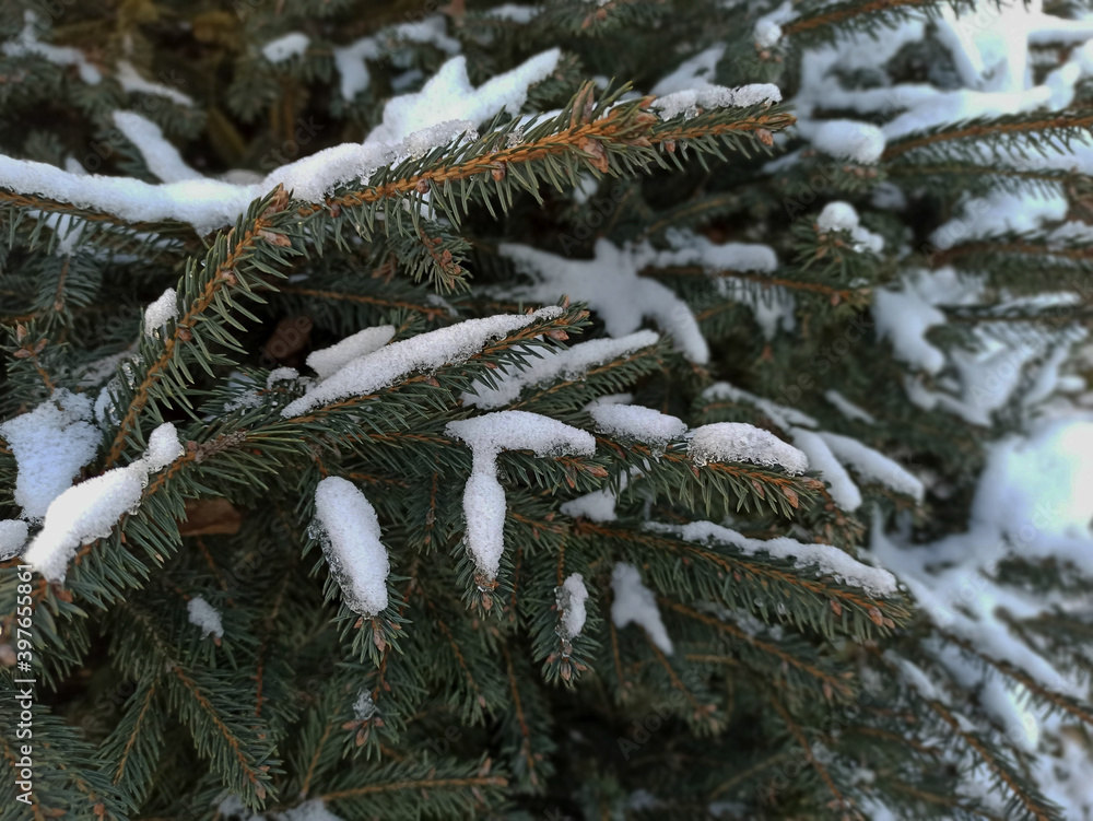 Snow-covered branches of European green spruce tree fir-needle. Branches captured outdoors in the daytime. For Christmas, new year and other backgrounds.