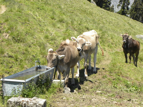 Obraz na płótnie switserland 2011