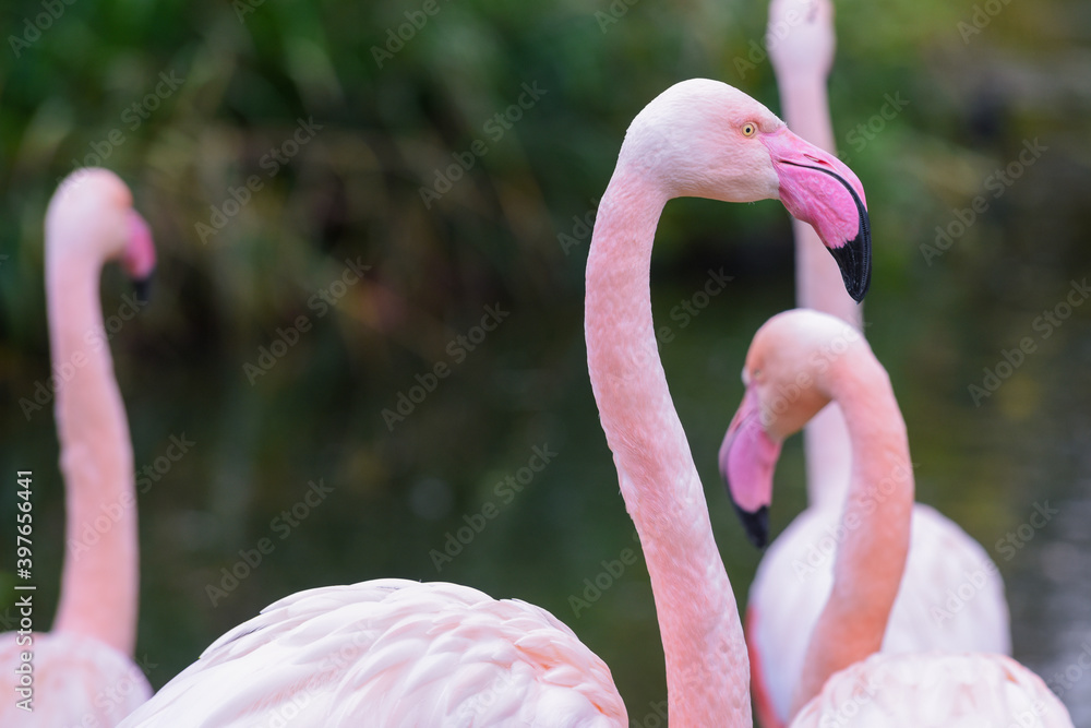 Naklejka premium Pink flamingo with long neck in profile view