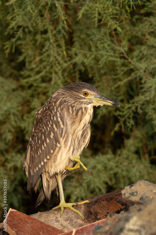 Fototapeta premium Portrait of a Juvenile Black-crowned Night heron at Asker marsh, Bahrain
