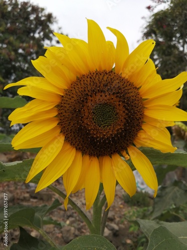 Helianthus annuus, conocido generalmente con el nombre de girasol photo