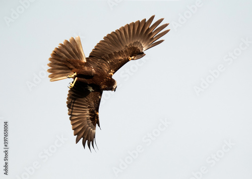 Eurasian Marsh harrier flying with full wings spread at Asker Marsh  Bahrain